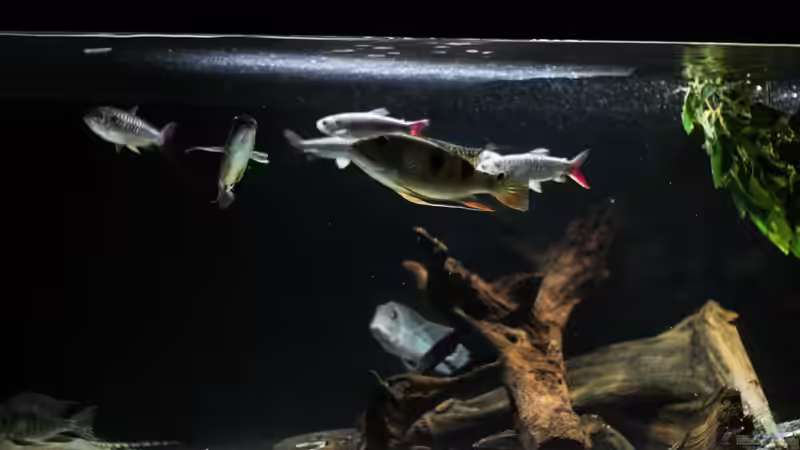 Dekoration im Aquarium Amazonasufer von AmazonasFelix (8)