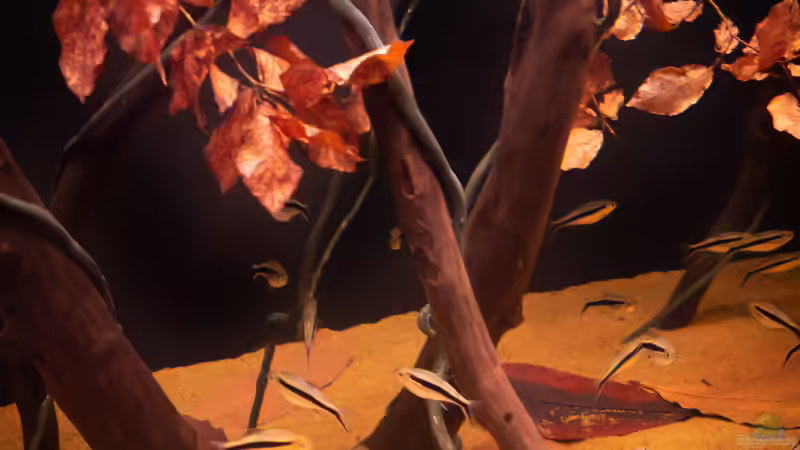 Dekoration im Aquarium Amazonfire - Im Diskusfieber von DiskusMummy (24)