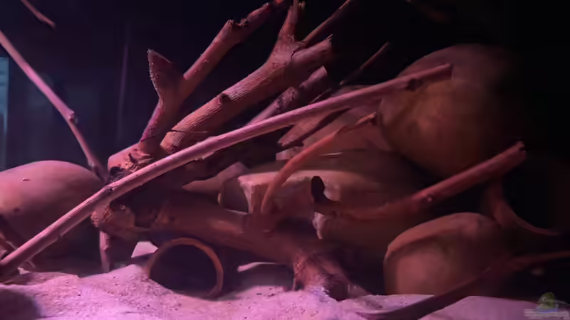 Dekoration im Aquarium Amazonian Roots von Lowrey1983 (5)