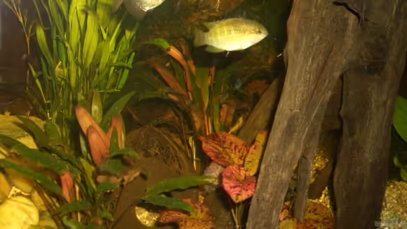 Dekoration im Aquarium Amerika von bobbyfee (6)