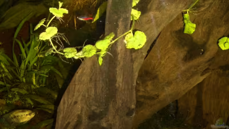 Dekoration im Aquarium Amerika von bobbyfee (7)