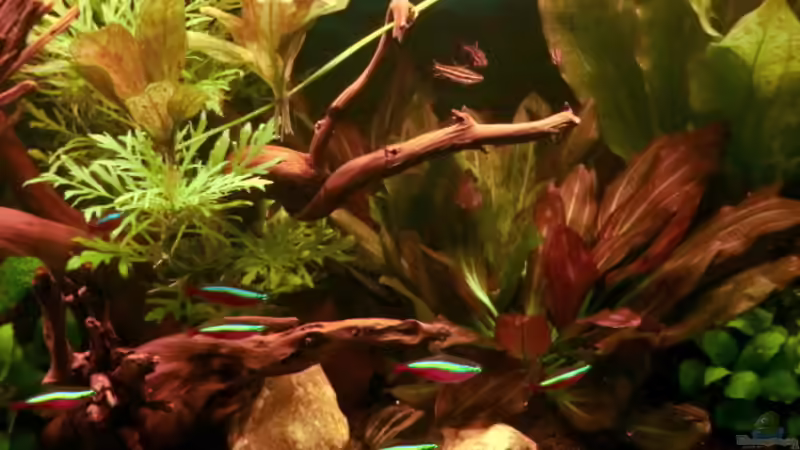 Dekoration im Aquarium &quot;Leben an der Wurzel&quot; von Wilhelm Posawatz (15)