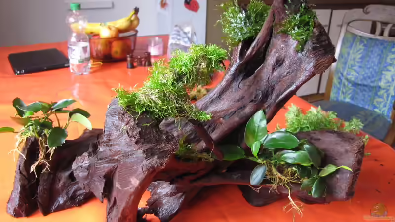 Dekoration im Aquarium &quot;Luke`s 54&quot; --Aufgelöst-- von Leo-FAN (22)