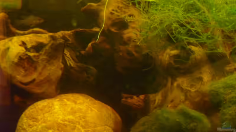 Dekoration im Aquarium &quot;Wilde Horde&quot; von Rootsman (39)