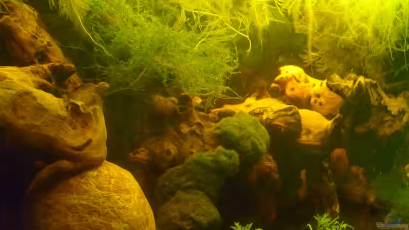 Dekoration im Aquarium &quot;Wilde Horde&quot; von Rootsman (40)