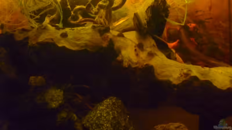 Dekoration im Aquarium &quot;Wilde Horde&quot; von Rootsman (41)