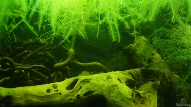 Dekoration im Aquarium &quot;Wilde Horde&quot; von Rootsman (43)