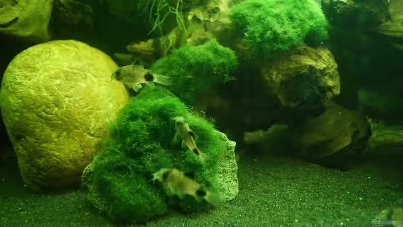 Dekoration im Aquarium &quot;Wilde Horde&quot; von Rootsman (44)