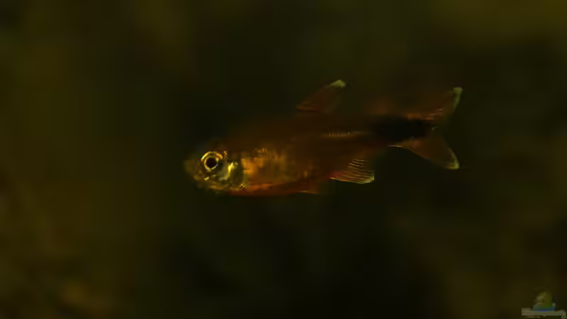 Dekoration im Aquarium &quot;Wilde Horde&quot; von Rootsman (46)