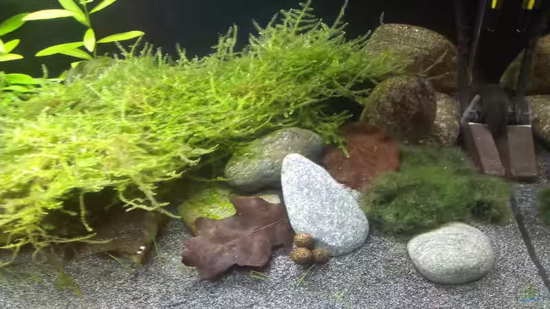 Dekoration im Aquarium &quot;Zufall&quot; von Pflanzenfreund (14)