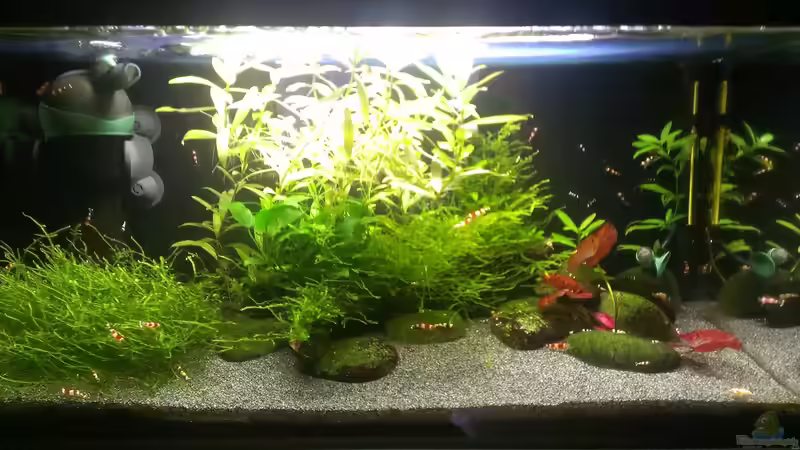 Dekoration im Aquarium &quot;Zufall&quot; von Pflanzenfreund (15)