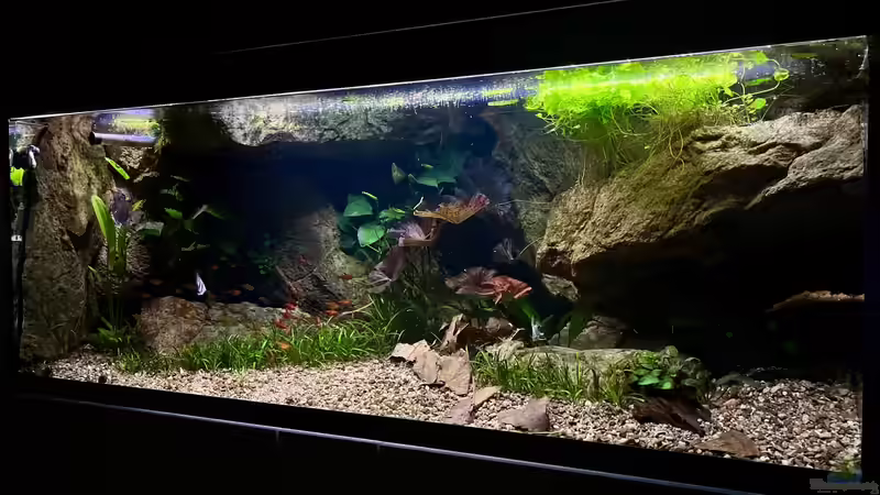 Dekoration im Aquarium Andrews Dream von André Sidler (6)