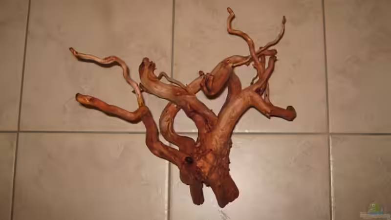 Dekoration im Aquarium Anfänger Becken 19.8.09 von Sven Lowbob (17)