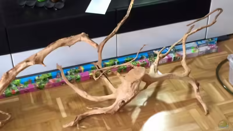 Dekoration im Aquarium Angels Place ... von Marcus Lucke (13)