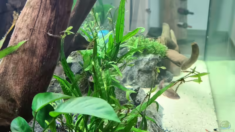 Dekoration im Aquarium AQ 01 von domnk (10)