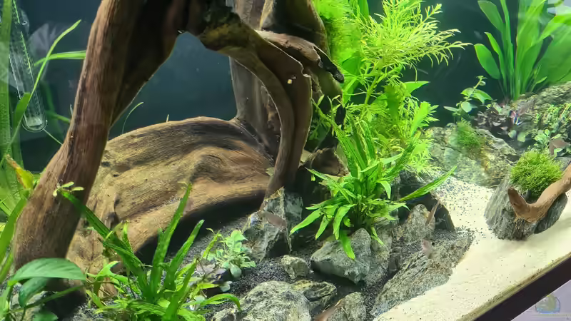 Dekoration im Aquarium AQ 01 von domnk (11)