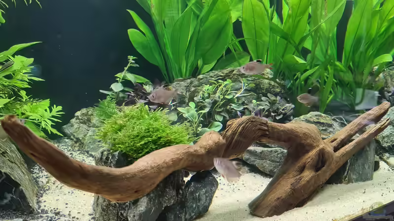 Dekoration im Aquarium AQ 01 von domnk (9)