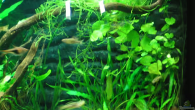 Dekoration im Aquarium Aqua Asia II von Thomas Ahrens (34)