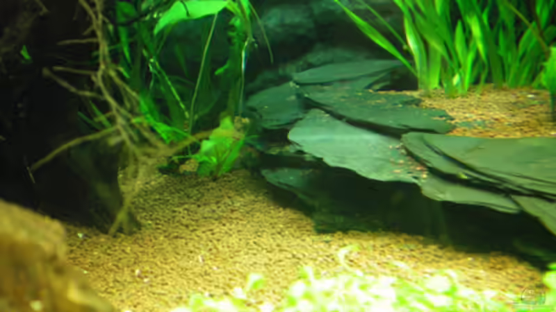 Dekoration im Aquarium Aqua Asia II von Thomas Ahrens (35)