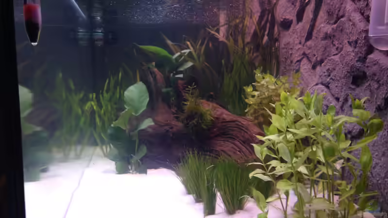 Dekoration im Aquarium Aqua von Flo Weber (9)