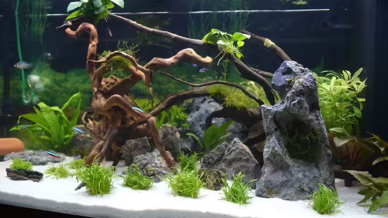 Dekoration im Aquarium Aquarium von Vanessa Freni (2)