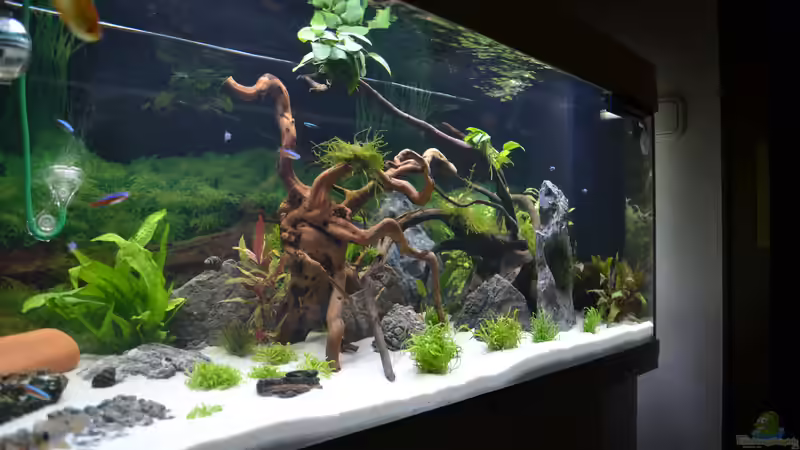 Dekoration im Aquarium Aquarium von Vanessa Freni (3)