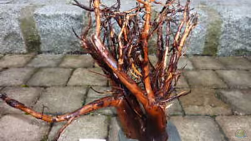 Dekoration im Aquarium Artenbecken Betta Albimarginata Malinau von Heiko Bischof (10)