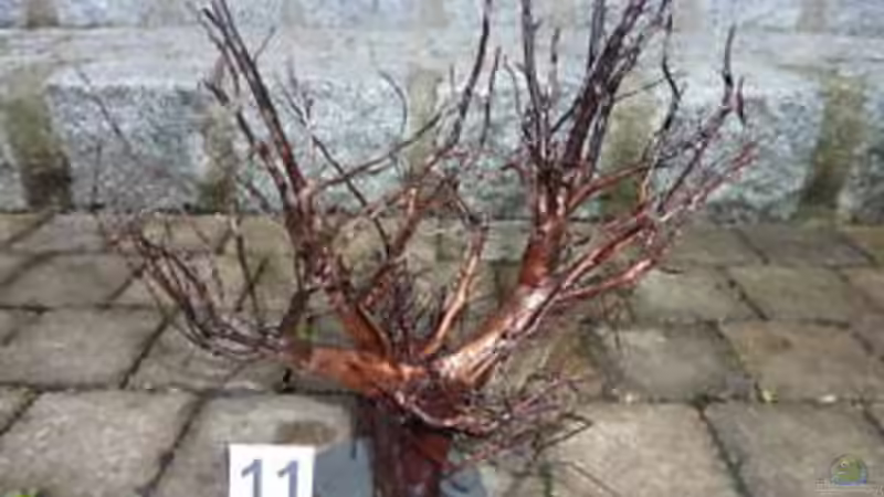 Dekoration im Aquarium Artenbecken Betta Albimarginata Malinau von Heiko Bischof (11)