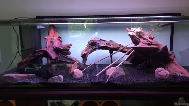 Dekoration im Aquarium Artenbecken Channa Bleheri von Harald Kästner (22)