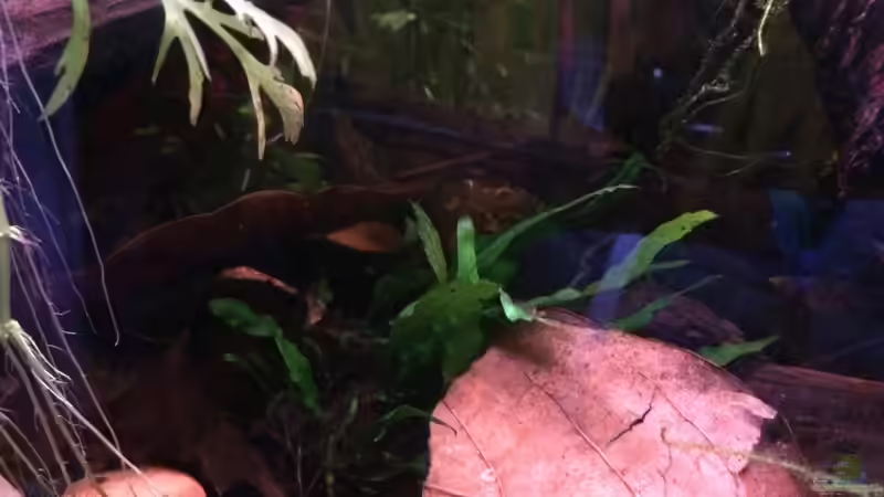 Dekoration im Aquarium Artenbecken Channa Bleheri von Harald Kästner (24)