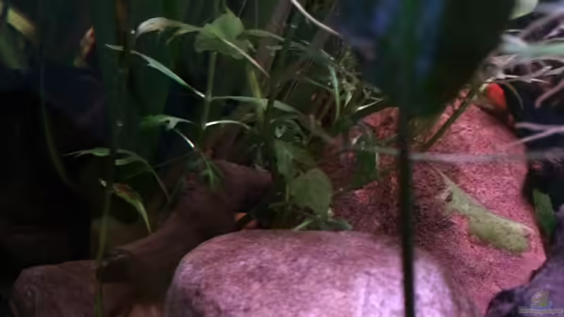 Dekoration im Aquarium Artenbecken Channa Bleheri von Harald Kästner (25)