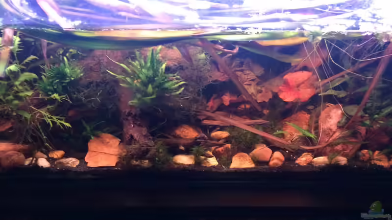 Dekoration im Aquarium Artenbecken Channa Bleheri von Harald Kästner (26)