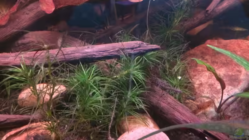 Dekoration im Aquarium Artenbecken Channa Bleheri von Harald Kästner (27)