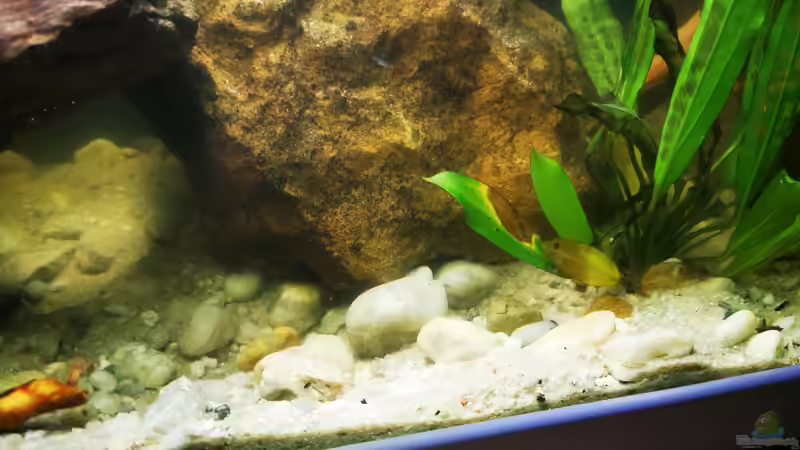 Dekoration im Aquarium Arterhaltungs Aquarium von Thomas Michel (4)