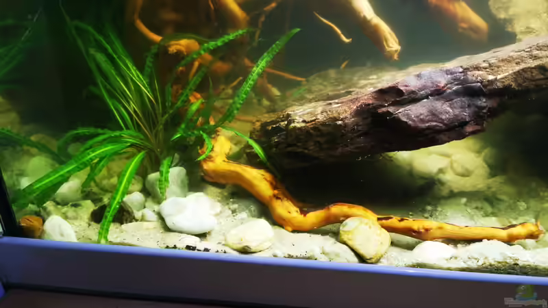 Dekoration im Aquarium Arterhaltungs Aquarium von Thomas Michel (5)
