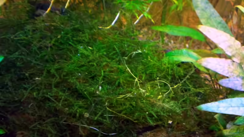 Dekoration im Aquarium Asia-Becken von more4ce (13)