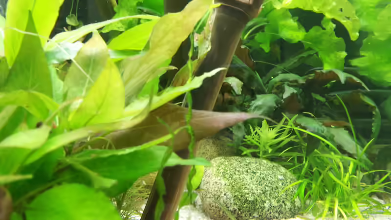 Dekoration im Aquarium Asiatischer Südamerikaner von Rumblebee (3)