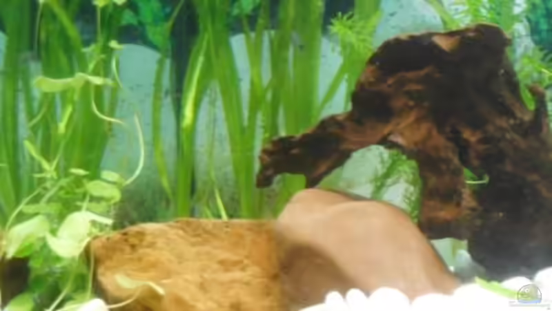 Dekoration im Aquarium Asien trifft Amerika von Benni King (5)