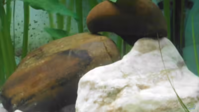 Dekoration im Aquarium Asien trifft Amerika von Benni King (6)