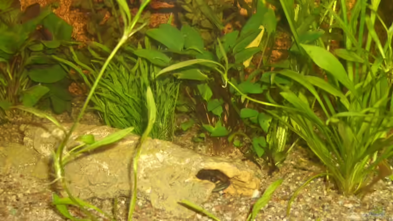 Dekoration im Aquarium Asien von bobbyfee (8)