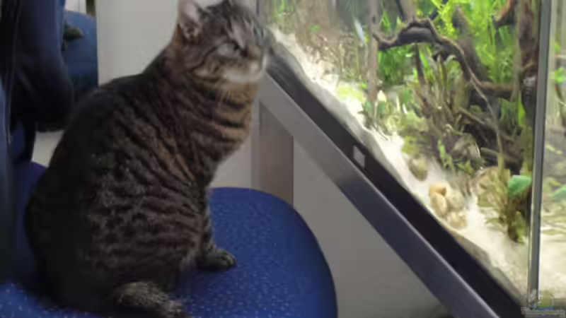 Dekoration im Aquarium Asienbecken (Existiert nicht mehr) von Laura (22)