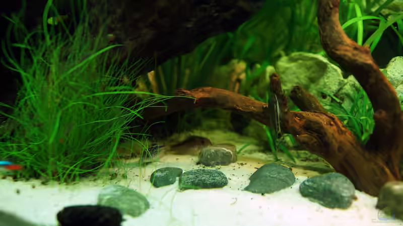 Dekoration im Aquarium Asizonas Rio240 von daKING (10)