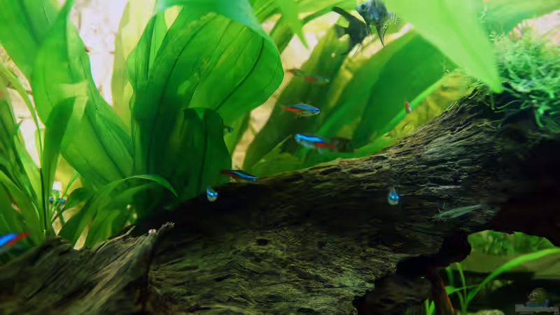 Dekoration im Aquarium Asizonas Rio240 von daKING (11)