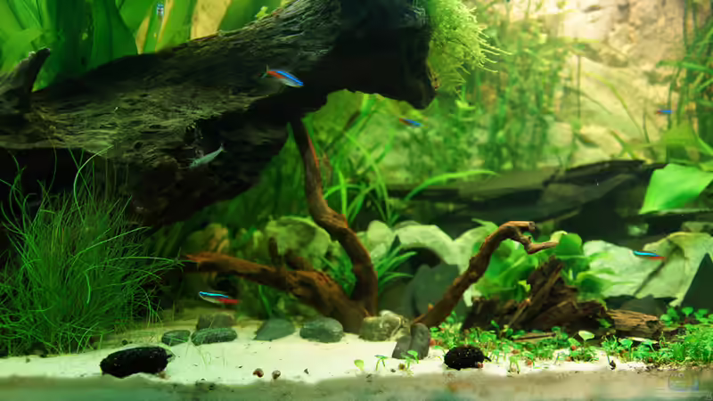 Dekoration im Aquarium Asizonas Rio240 von daKING (12)
