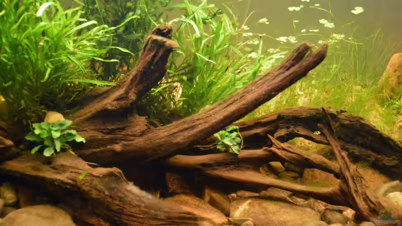 Dekoration im Aquarium At the riverbank von Dominik (19)