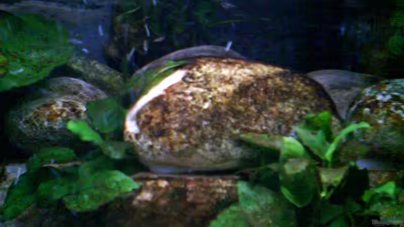 Dekoration im Aquarium Atlantis von LaEy (40)