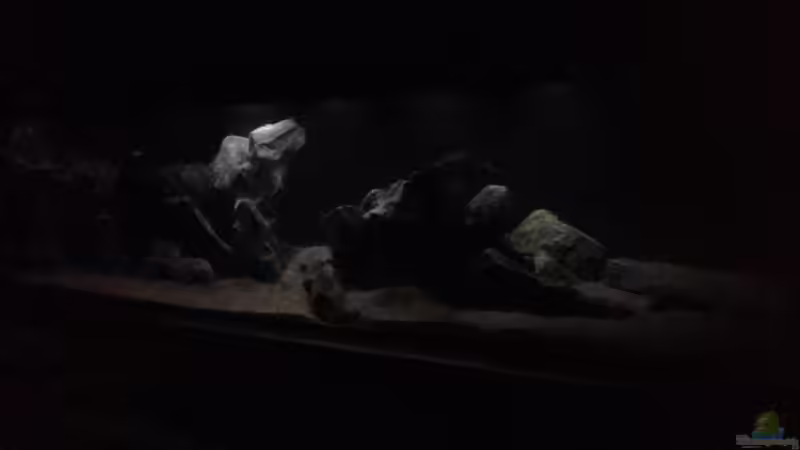 Dekoration im Aquarium aufgelöst ....the_HEART_of_ AFRICA..... von Swenni (31)