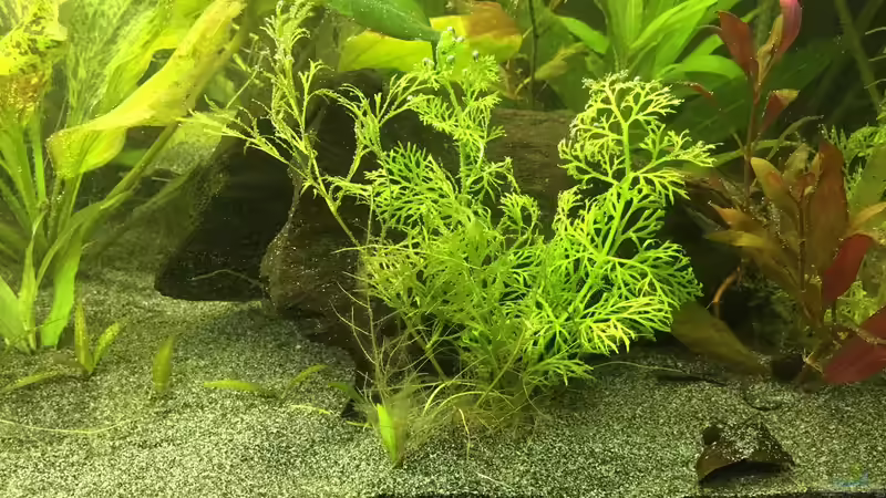 Dekoration im Aquarium Aufgelöst 2018 Becken 33929 Wald im Nebel von Ceylon (46)