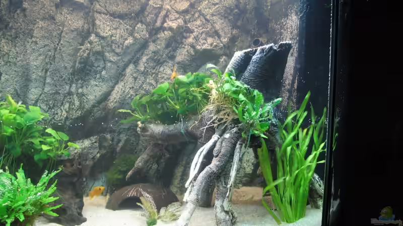 Dekoration im Aquarium Aufgelöst Nur noch als Beispiel von Stefan (6)