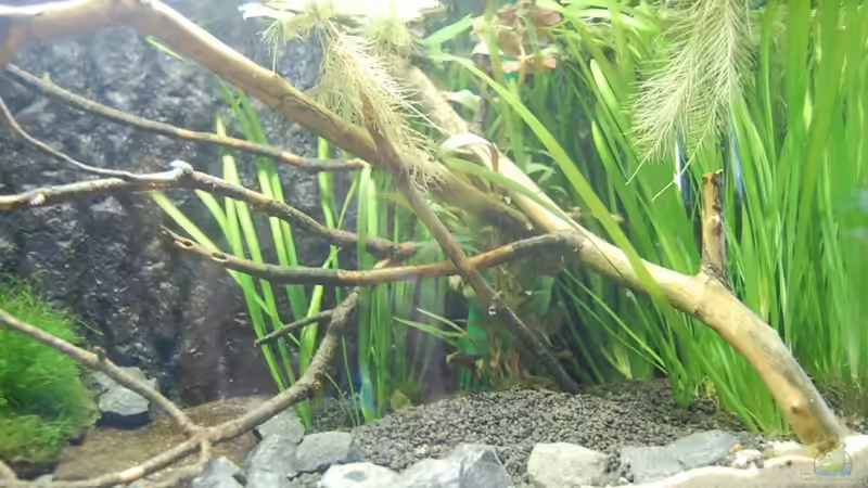 Dekoration im Aquarium Aufzucht Rocio (nur noch Beispiel) von ml69 (10)